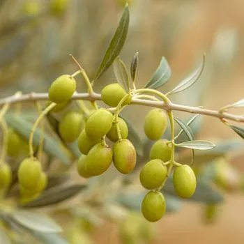 Olives à l'Ascolana (olives farcies frites)