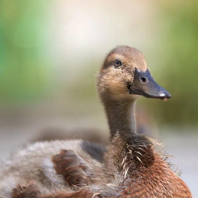 Long Island Roast Duckling